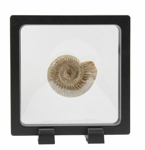 Perisphinctes Ammonite Fossil In Display Case #40010